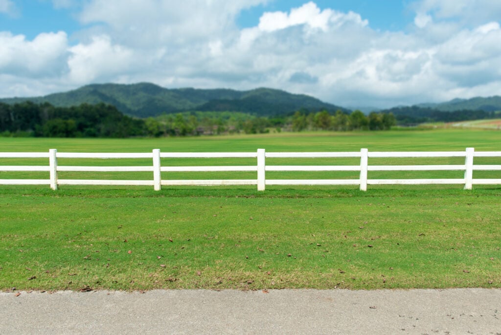 Horse Fence Painting